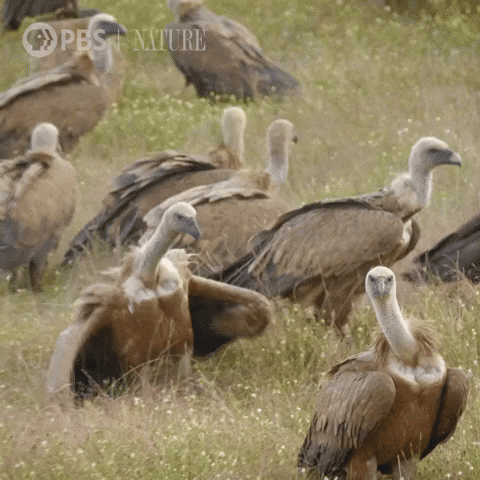 Pbs Nature Fight GIF by Nature on PBS