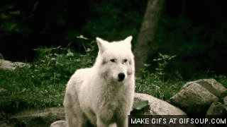Wolf GIF