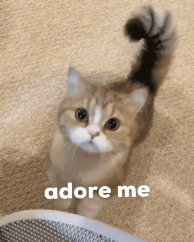 Cuteness GIF