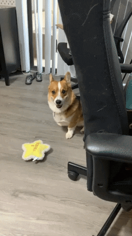 Excuse Me What GIF
