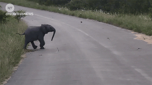 fun elephant GIF by NowThis