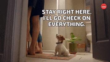 Dogs Stay Here GIF by BuzzFeed