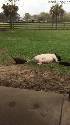 Tail Pulling Puppy Pesters Pot-Bellied Pig GIF by ViralHog