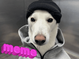 Dawg GIF