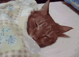 sleepy cat GIF