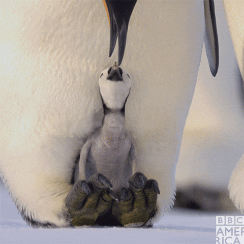 動物 Gif ペンギン 動物 Gif ペンギン