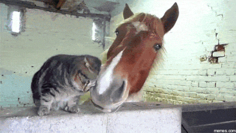 giphy.gif?cid=790b7611612b056bf44b660da0425e1ce7453043494caf7d&rid=giphy.gif&ct=g