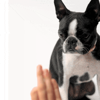 High Five Boston Terrier GIF by Rover.com