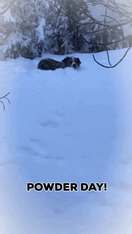 Dog Snow GIF by Elevation Beer Company