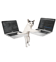 Cat Screw This GIF by Hacker Noon