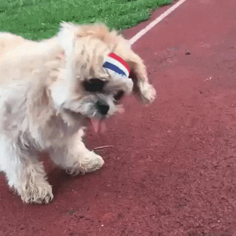 dog exercise GIF