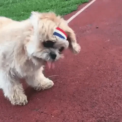 user selected gif to show the mood of dog