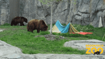Camping The Great Outdoors GIF by Brookfield Zoo