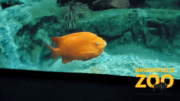 Lets Go Swimming GIF by Brookfield Zoo