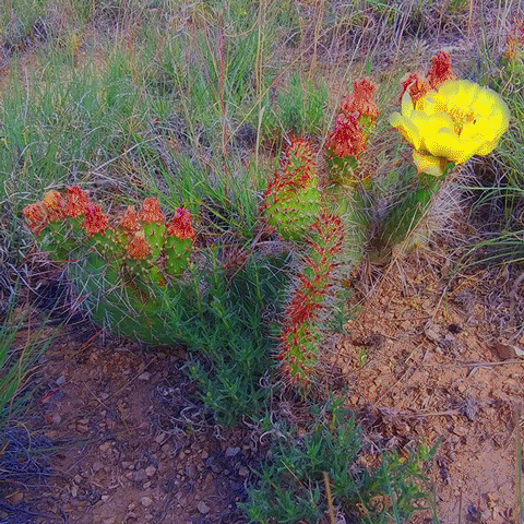 codyengland love glitch nature flower GIF
