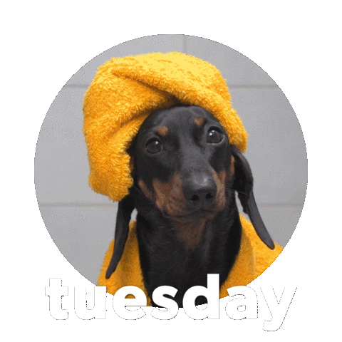 Happy Tuesday Sticker By Sealed With A GIF