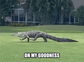 Florida Gators Gator GIF by Storyful