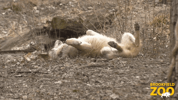 Rolling Wolf Pack GIF by Brookfield Zoo