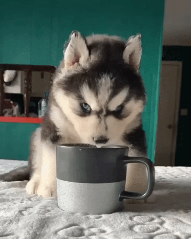 Angry Coffee GIF by JustViral.Net