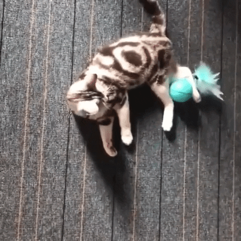 Cat Ball Toy GIF