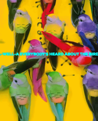 Birds GIF