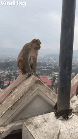 Monkeys Relaxing Above The City GIF by ViralHog