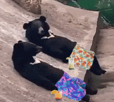 Wildlife gif. Two sunbears in swim trunks lay out in the sun with cocktails. Both turn toward the camera as one raises a paw to wave "hello!" Text, "Sup."