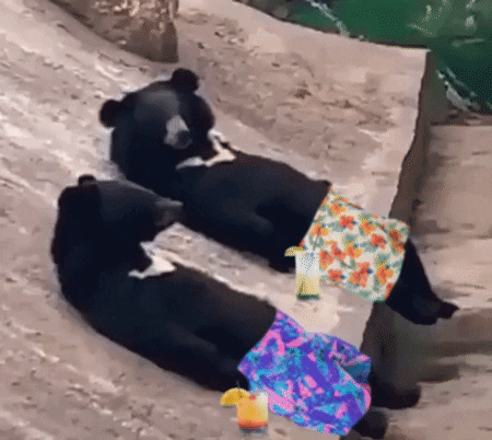 Moon-bears GIFs - Get the best GIF on GIPHY
