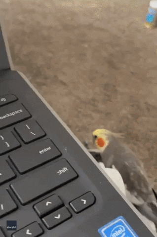 Earth Wind And Fire Bird GIF by Storyful