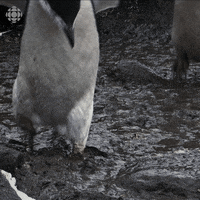 oh no oops GIF by CBC
