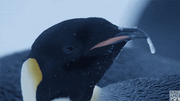 sick penguin GIF by BBC America