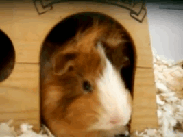 Guinea Pig Rodent GIF