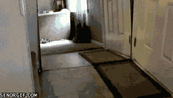 cheezburger  cat magic trick mirror