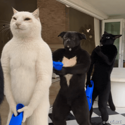 Proud White Cat GIF