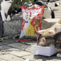 Cat Food Cats GIF by Mister Puss