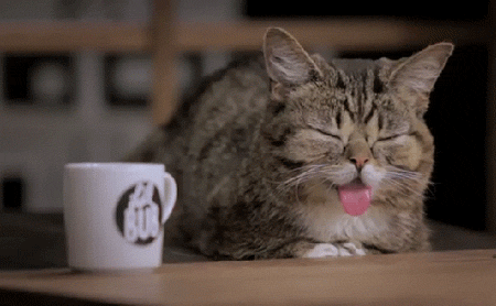Gif of a cat sleeping with its tongue hanging out, suddenly waking up 