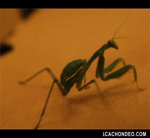 giphy.gif?cid=790b76115ce76d566d58466f67