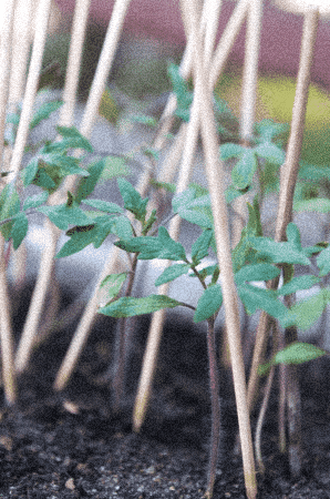 Wholesale Bamboo Fence GIF