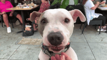 Dog GIF