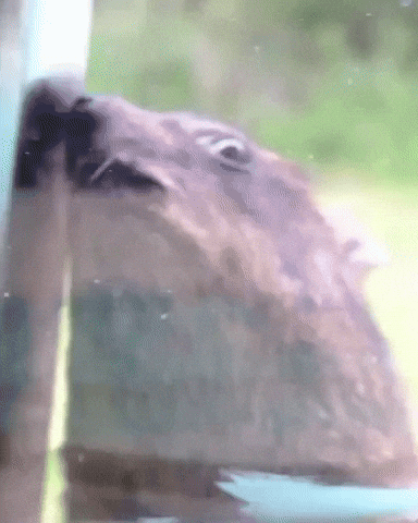 Confused Wildlife GIF