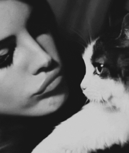 Animation: cat, animal, adorable, lana del rey, hipster