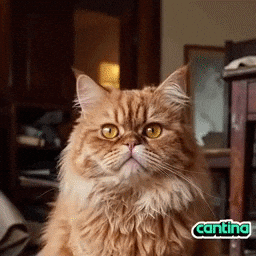 Cat Yes GIF by Cantina