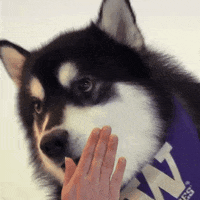 High Five Huskies GIF by Washington Athletics