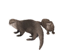 Animated Sticker