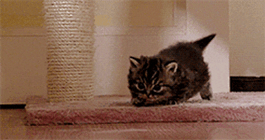 Octavius Kitten GIFs - Find & Share on GIPHY
