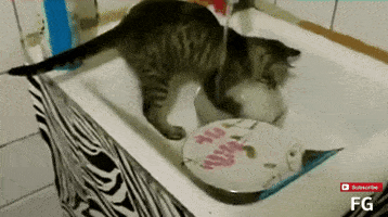 Cat Dishes animated GIF