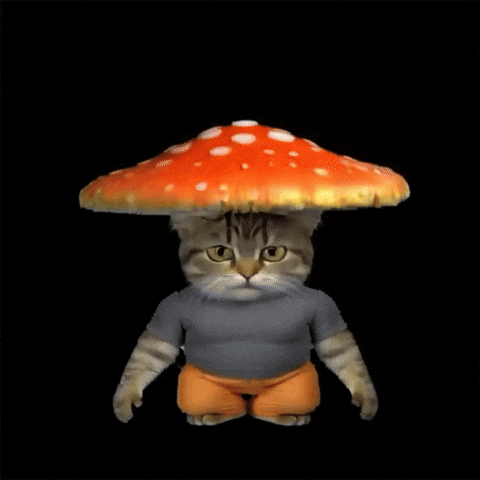 Cat Jumping GIF by POST-WEB