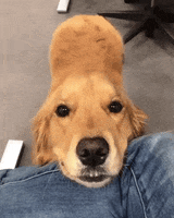 Golden Retriever Dog GIF by WoofWaggers
