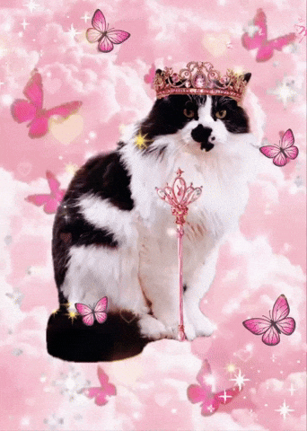 Cat Pink GIF