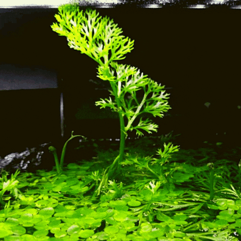 Plant GIF by AquariumMe